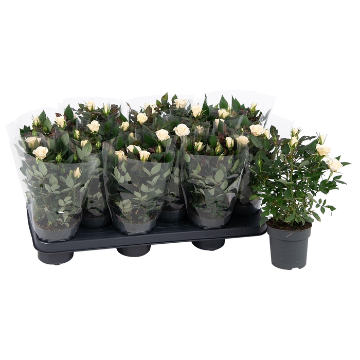 <h4>Nolina Roses Ø 10.5 cm White Blanco sleeve</h4>