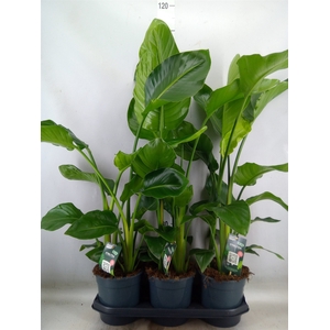 Strelitzia nicolai