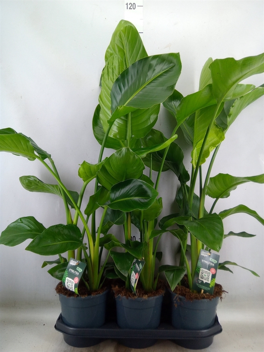<h4>Strelitzia nicolai</h4>
