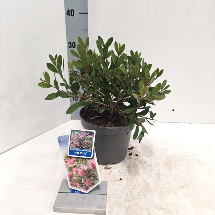 <h4>Callistemon citrinus Splen</h4>