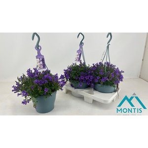 CAMP POR AMBE PURPLE