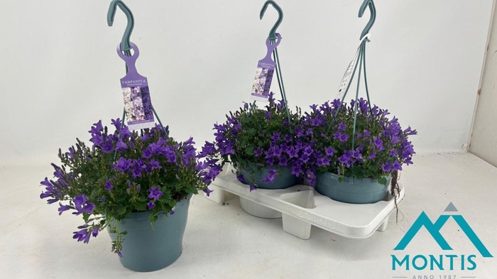 <h4>CAMP POR AMBE PURPLE</h4>