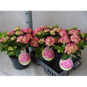 Hydrangea mac.   ...