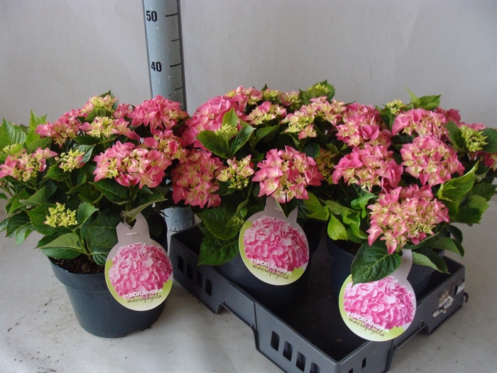 <h4>Hydrangea mac.   ...</h4>