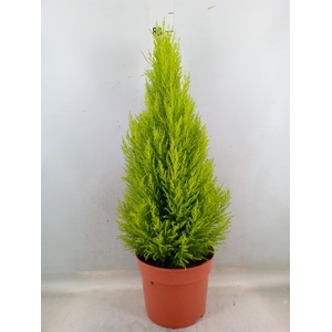 Cupressus macro. 'Goldcrest Wilma'