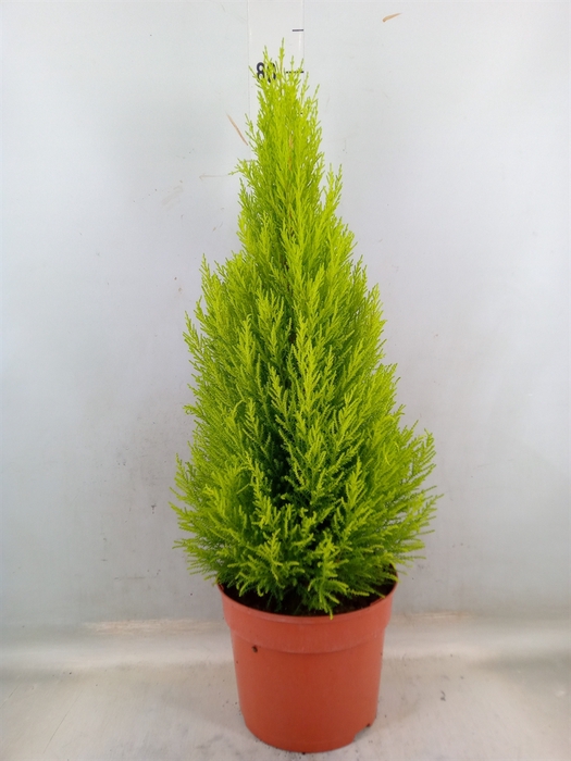 <h4>Cupressus macro. 'Goldcrest Wilma'</h4>