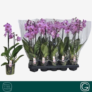 PHAL ROSA MULTIFLORA 2 TAK