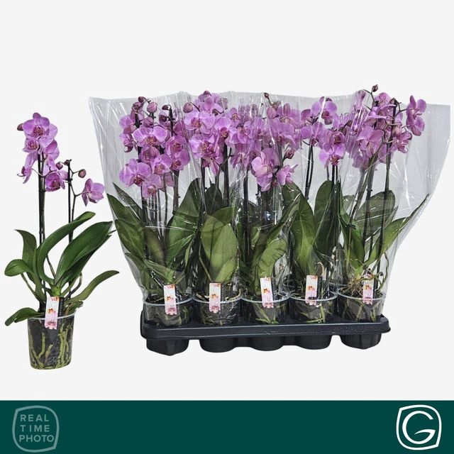 <h4>PHAL ROSA MULTIFLORA 2 TAK</h4>