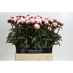 Paeonia Reine Hortense XXL