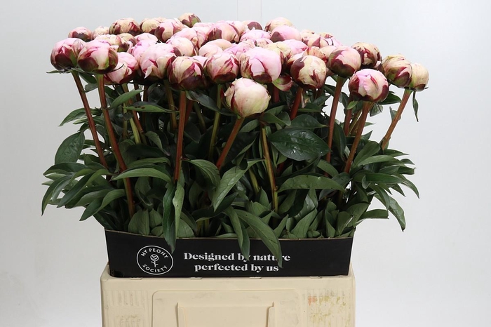 <h4>Paeonia Reine Hortense Xxl</h4>