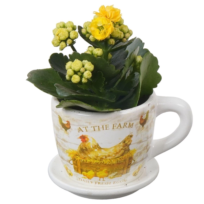 <h4>Arr. Pasen L%</h4>