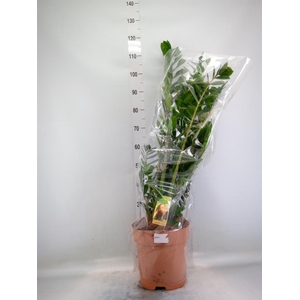 Zamioculcas zamiifolia