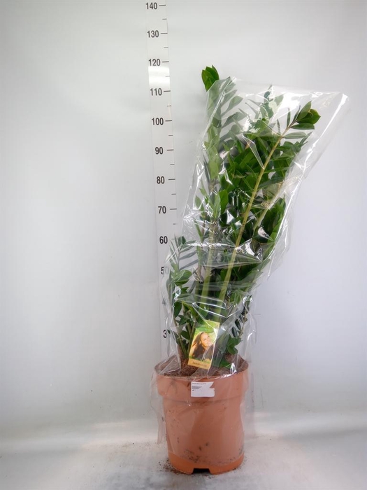 <h4>Zamioculcas zamiifolia</h4>