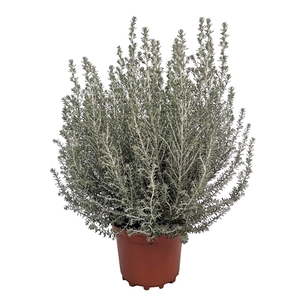 Ozothamnus Rosmarinifolius Silver Jubilee Bush