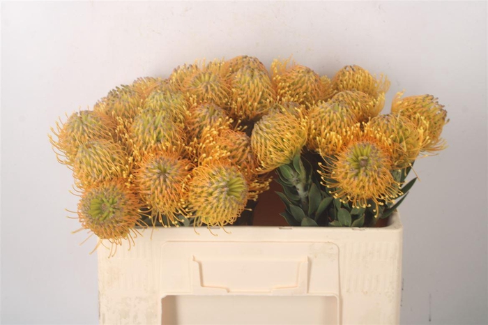 <h4>Leuco Hawaii Gold</h4>