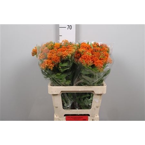 Ascl Tuberosa