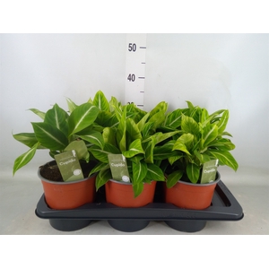 Spathiphyllum   ...