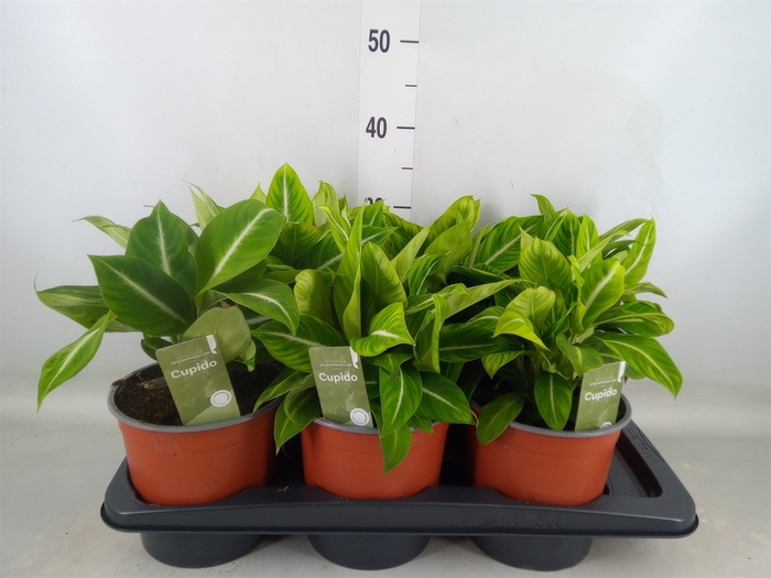 <h4>Spathiphyllum   ...</h4>