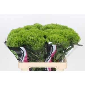 Dianthus Br Kiwi Mellow