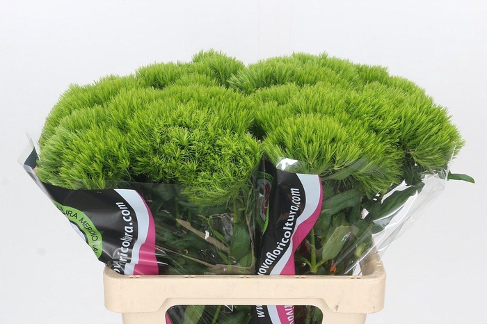 <h4>Dianthus Br Kiwi Mellow</h4>