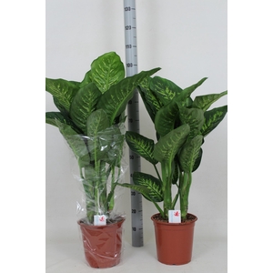 DIEFF SE TROPIC SNOW