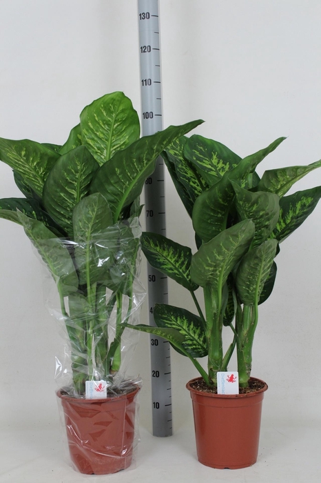 <h4>DIEFF SE TROPIC SNOW</h4>