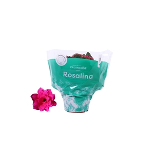 Kalanchoe Rosalina Don Victorio 15cm