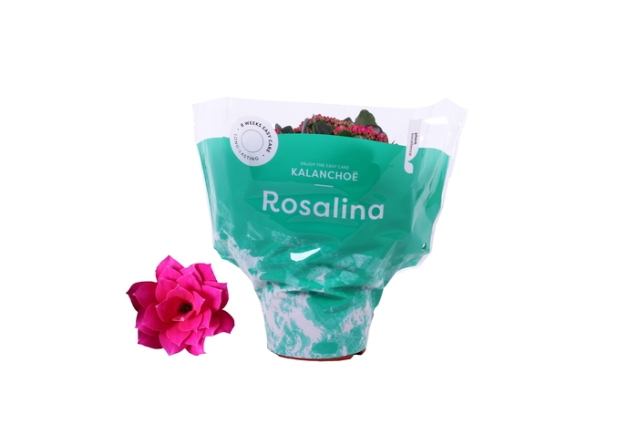 <h4>Kalanchoe Rosalina Don Victorio 15cm</h4>