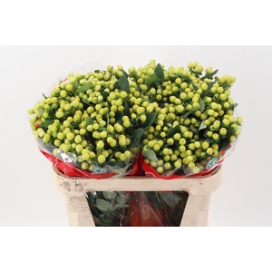 Hyp Smiley Rom Spray 70cm