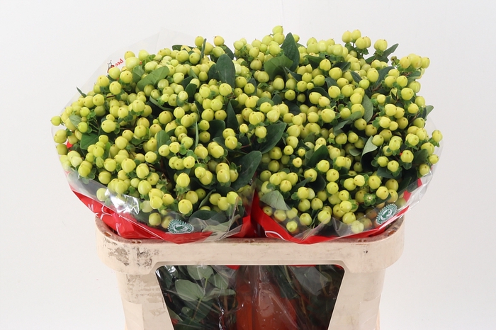 <h4>Hyp Smiley Rom Spray 70cm</h4>