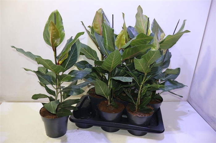 <h4>arr8 Fic Beng Joy</h4>