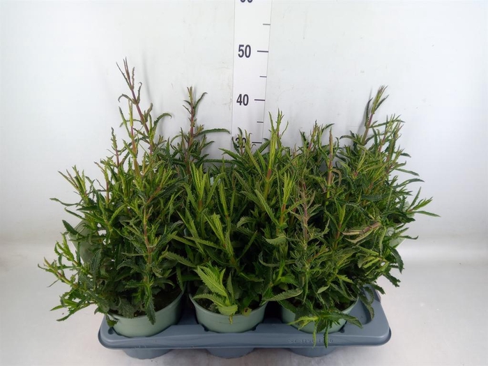 <h4>Verbena bonariensis</h4>