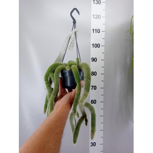 Cactus   ...