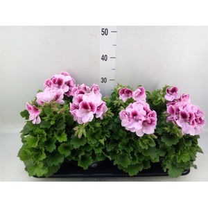 Pelargonium gran.   ..