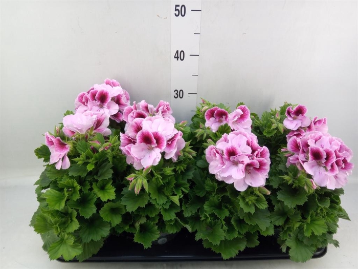 <h4>Pelargonium gran.   ..</h4>
