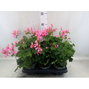 Geranium   ...