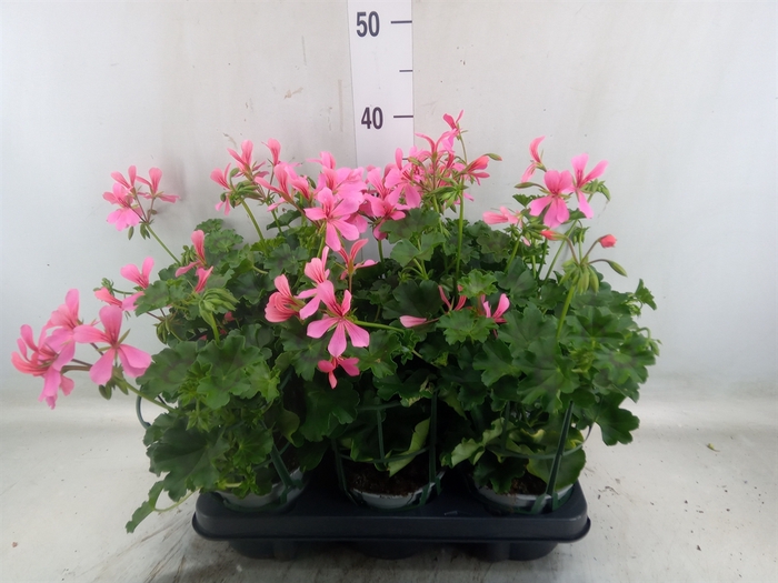 <h4>Geranium   ...</h4>