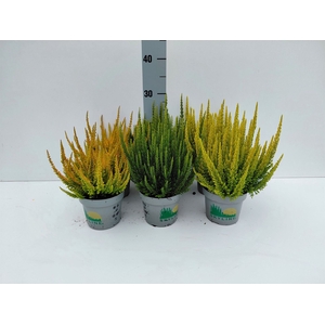 Calluna vulg. 'Skyline'   ...mix