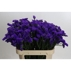 Limonium sinuatum Marina Violet