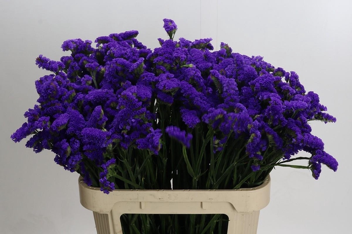 <h4>Limonium sinuatum Marina Violet</h4>
