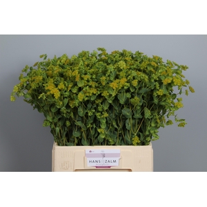 BUPLEURUM ROTUNDIFOL