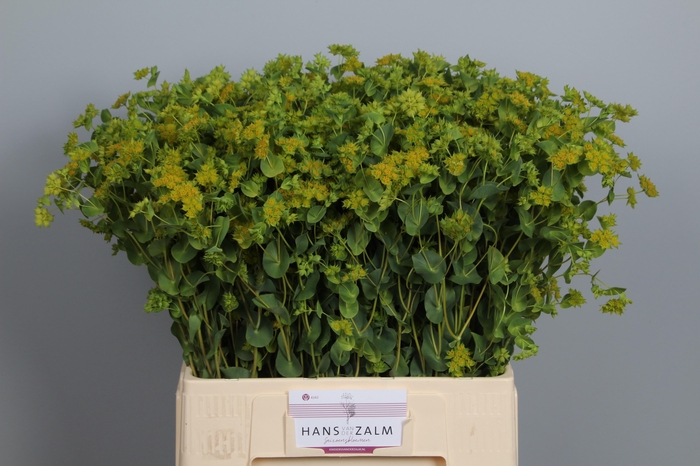 <h4>BUPLEURUM ROTUNDIFOL</h4>
