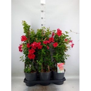 Mandevilla am. 'Sundav Red'