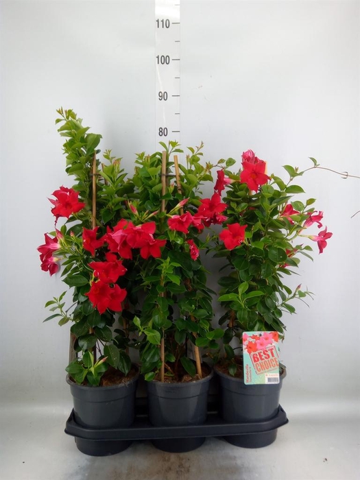 <h4>Mandevilla am. 'Sundav Red'</h4>