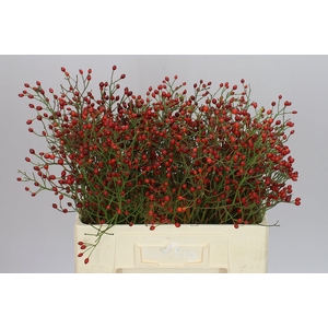 Rozenbottel Prinsberry Fire