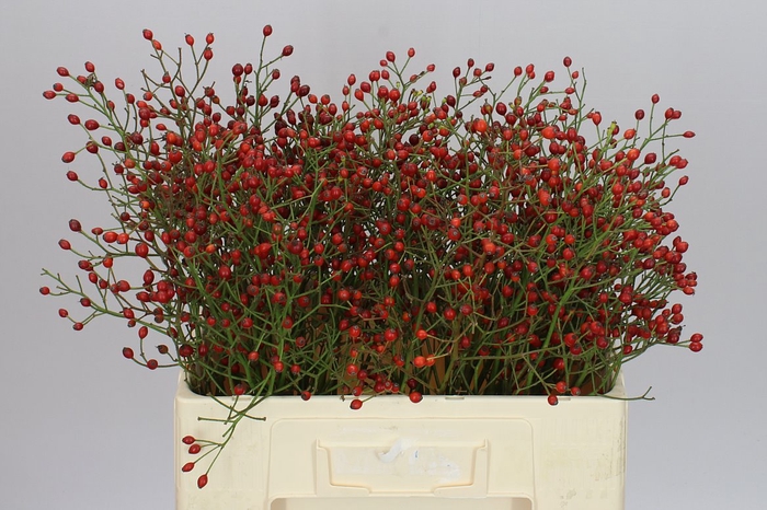 <h4>Rozenbottel Prinsberry Fire</h4>