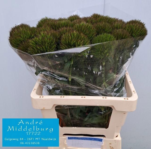 <h4>DI BARB KIWI MELLOW</h4>