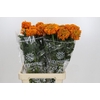 Tagetes Marigold Promise Orange