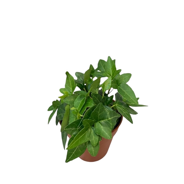 <h4>Hedera helix Shamrock</h4>