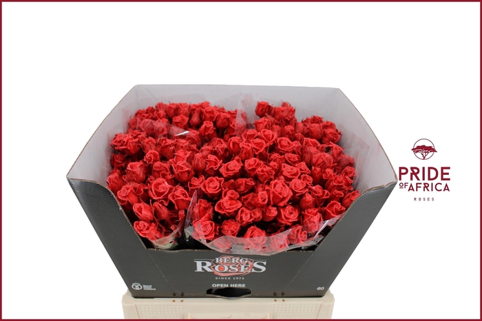 <h4>R GR GEWAXT WAX Tros Red Ferrari L60</h4>